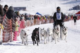 Lenk 2013